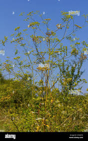 Attēlu rezultāti vaicājumam “Pastinaca sativa subsp. sylvestris”
