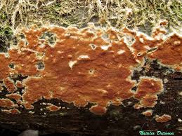 Attēlu rezultāti vaicājumam “Gloeoporus taxicola”