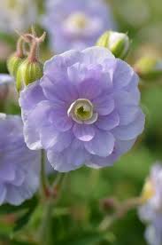 Image result for Geranium `Summer Skies`
