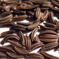 Image result for Carum carvi