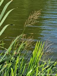 Attēlu rezultāti vaicājumam “Glyceria maxima”