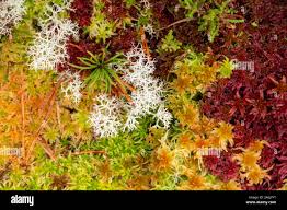 Attēlu rezultāti vaicājumam “Sphagnum angustifolium”