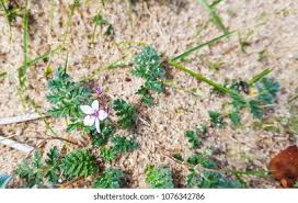 Attēlu rezultāti vaicājumam “Erodium cicutarium bud”