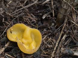 Attēlu rezultāti vaicājumam “Sowerbyella radiculata”