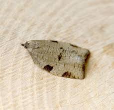 Attēlu rezultāti vaicājumam “Lozotaenia forsterana”