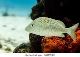 Image result for Haemulon plumierii