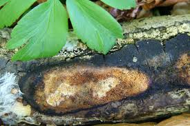 Attēlu rezultāti vaicājumam “Dichomitus campestris”