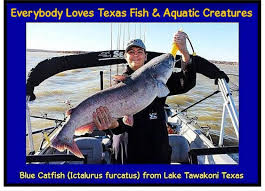 Image result for Ictalurus furcatus