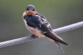 Attēlu rezultāti vaicājumam “Hirundo rustica juvenile”