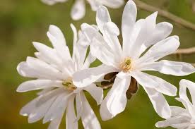 Attēlu rezultāti vaicājumam “Magnolia x loebneri flower”