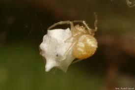 Attēlu rezultāti vaicājumam “Paidiscura pallens eggs”