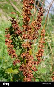 Attēlu rezultāti vaicājumam “Rumex obtusifolius flower”