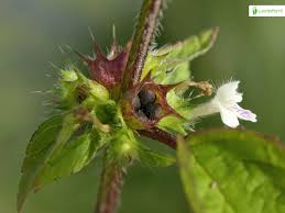 Attēlu rezultāti vaicājumam “Galeopsis bifida flower”
