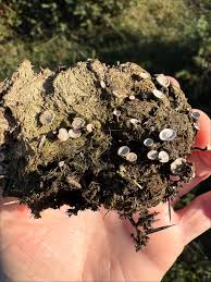 Attēlu rezultāti vaicājumam “Poronia punctata”