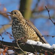 Attēlu rezultāti vaicājumam “Turdus viscivorus adult”
