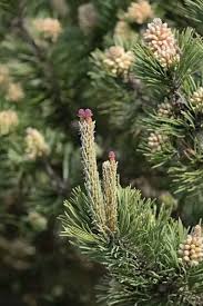 Attēlu rezultāti vaicājumam “Pinus sylvestris female flower”