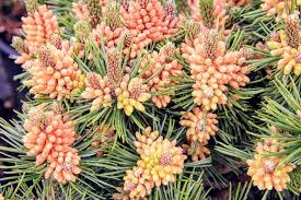 Attēlu rezultāti vaicājumam “Pinus mugo male flower”