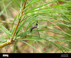 Attēlu rezultāti vaicājumam “Leptophlebia nebulosa”