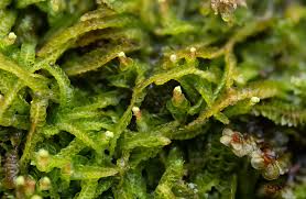 Attēlu rezultāti vaicājumam “Odontoschisma denudatum”