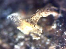 Attēlu rezultāti vaicājumam “Didymium aggregatum spores”