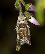 Attēlu rezultāti vaicājumam “Epinotia ramella”