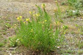 Image result for Nachtkerze