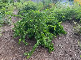 Attēlu rezultāti vaicājumam “Nowellia curvifolia sporophyte”