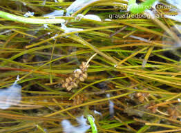 Attēlu rezultāti vaicājumam “Stuckenia filiformis”
