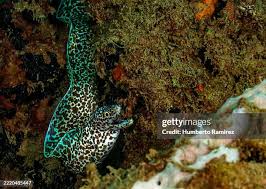 Image result for Gymnothorax moringa