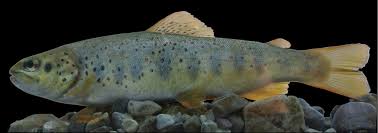 Image result for Salmo macrostigma