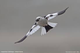 Attēlu rezultāti vaicājumam “Plectrophenax nivalis”