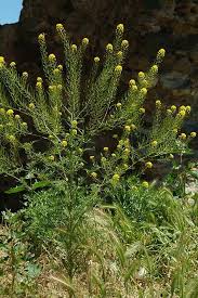 Attēlu rezultāti vaicājumam “Sisymbrium loeselii flower”