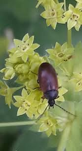 Attēlu rezultāti vaicājumam “Isomira murina”