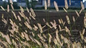 Attēlu rezultāti vaicājumam “Setaria glauca”