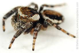 Attēlu rezultāti vaicājumam “Evarcha falcata male”