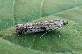 Attēlu rezultāti vaicājumam “Phycitodes binaevella”