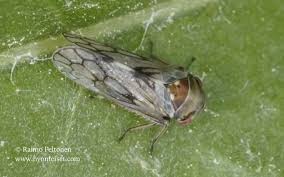 Attēlu rezultāti vaicājumam “Oncopsis sp.”