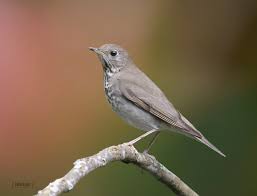 Image result for Catharus minimus