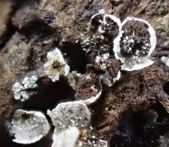 Attēlu rezultāti vaicājumam “Physarum leucophaeum stalked”