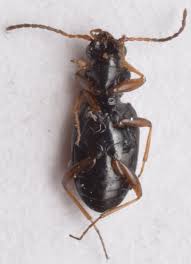 Attēlu rezultāti vaicājumam “Bembidion quadrimaculatum”