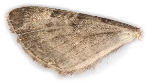 Attēlu rezultāti vaicājumam “Eupithecia icterata female”