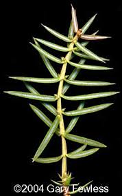 Attēlu rezultāti vaicājumam “Juniperus communis leaf”