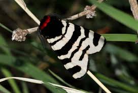 Attēlu rezultāti vaicājumam “Arctiidae”