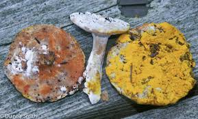 Attēlu rezultāti vaicājumam “Hypomyces chrysospermus”