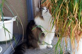 猫次郎o에 대한 이미지 검색결과