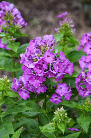 Attēlu rezultāti vaicājumam “Phlox paniculata”