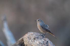 Attēlu rezultāti vaicājumam “Phoenicurus ochruros female”