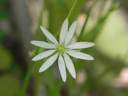 Attēlu rezultāti vaicājumam “Stellaria graminea flower”
