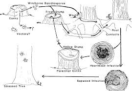 Attēlu rezultāti vaicājumam “Heterobasidion annosum”