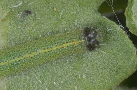 Attēlu rezultāti vaicājumam “Pieris rapae larva”